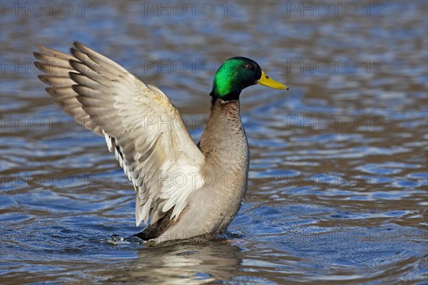 Mallard