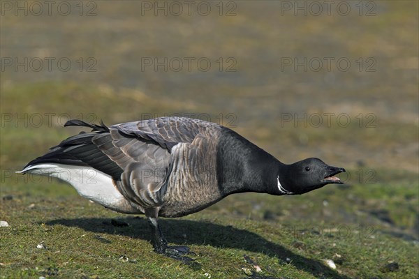 Brent Goose