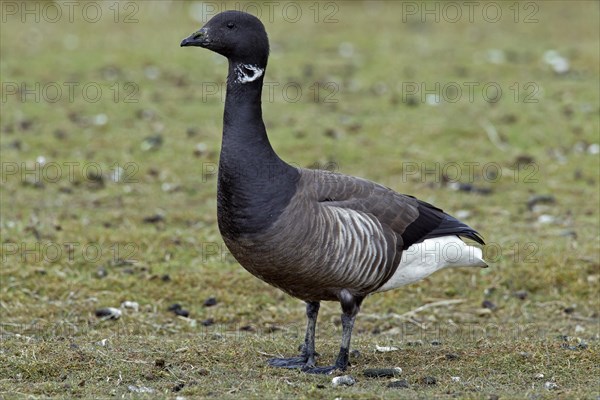 Brent goose