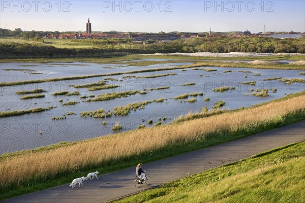Female cyclist riding her bike with two dogs along wetland with view over Westkapelle with its 15th century lighthouse