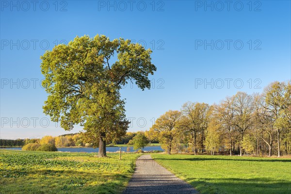 Solitary oak in Plothen pond area