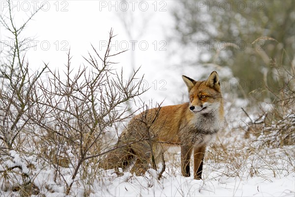 Red fox