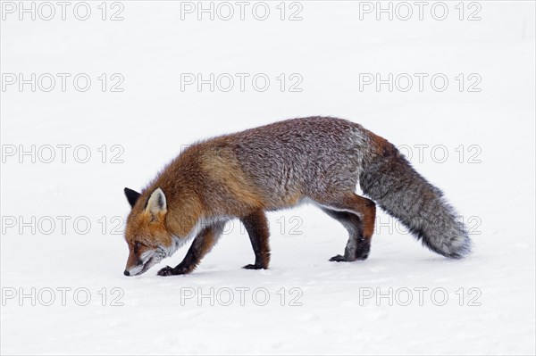 Hunting red fox