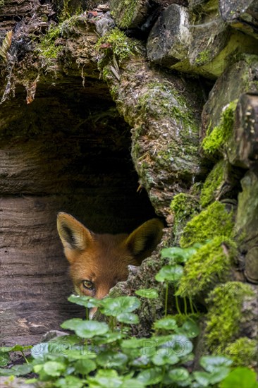 Shy red fox