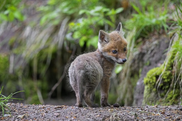 Young red fox