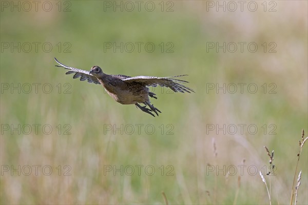 Common pheasant