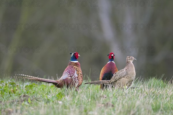 Common pheasants