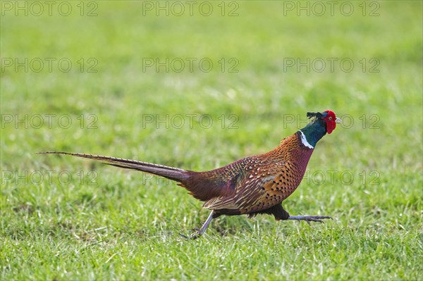 Common pheasant