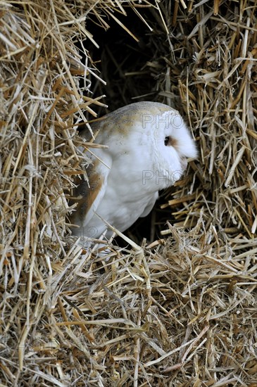 Barn owl