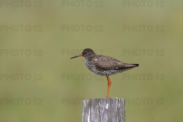 Common redshank