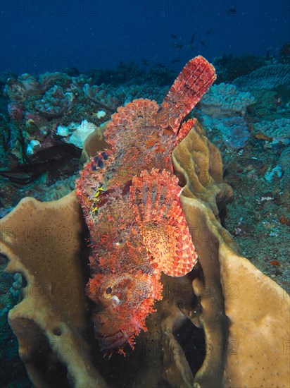 A fringed dragonhead