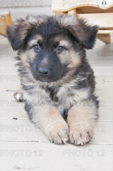 German shepherd puppy