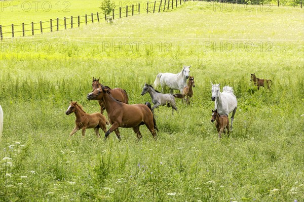 Main and County Stud Marbach in Swabian Alb