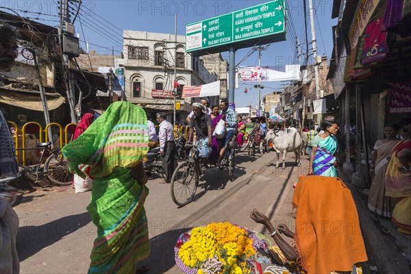 Sacred cows on the street