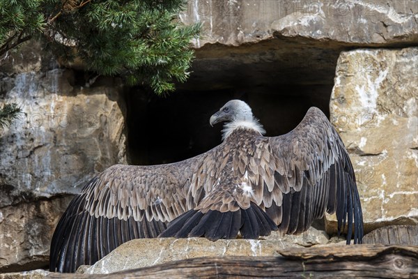 Sunbathing griffon vulture