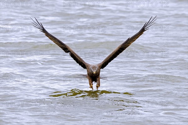 Black kite