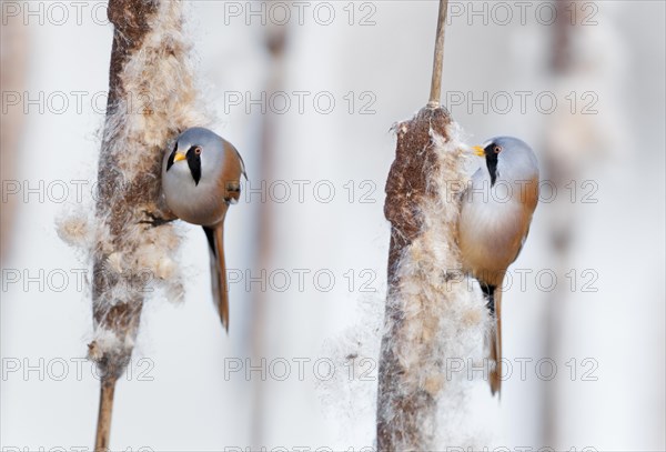 Two Bearded Reedlings