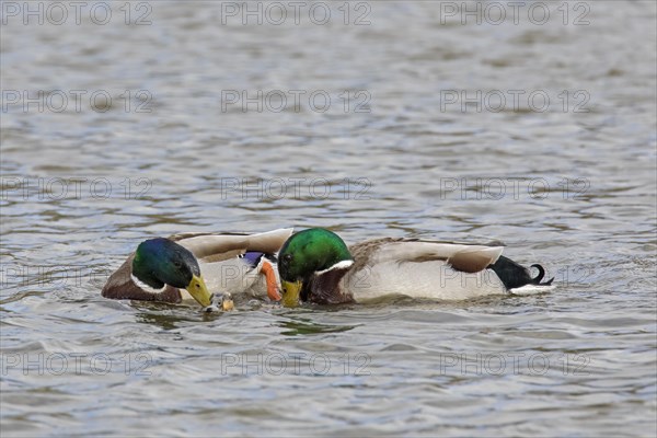 Two mallards