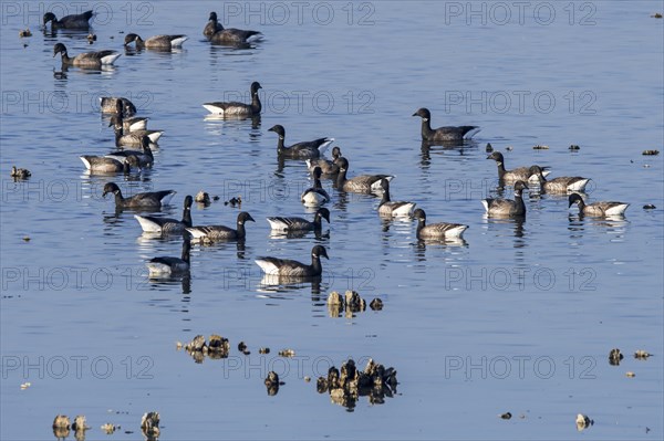 Brant goose