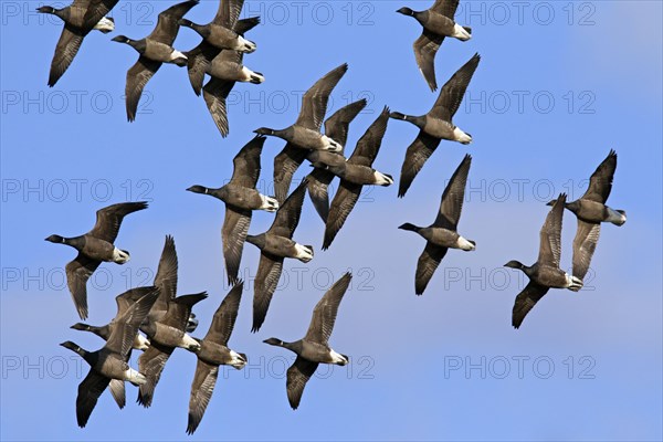 Brent geese