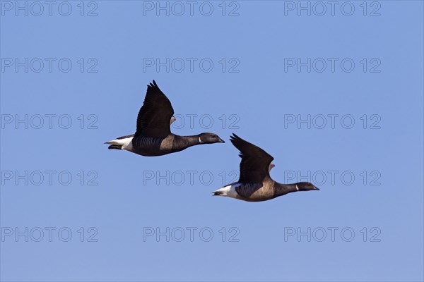 Two brant geese