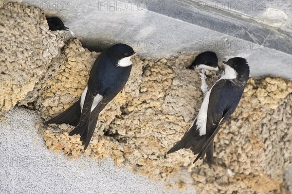 Common house martins