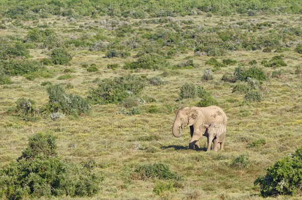 African bush elephants