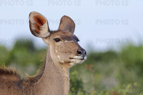 Greater kudu