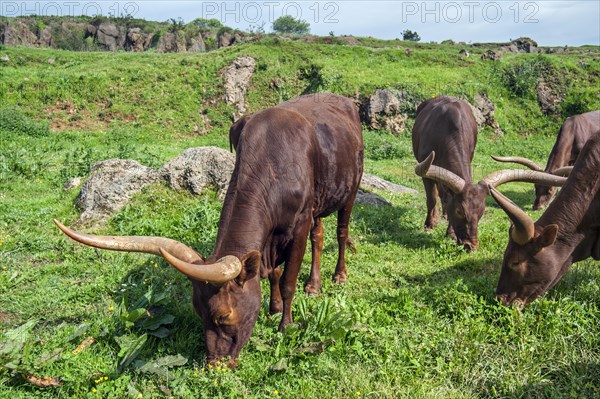 Herd of Watusi