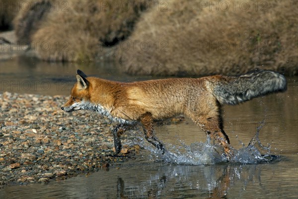 Red fox