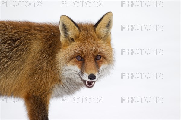 Red fox