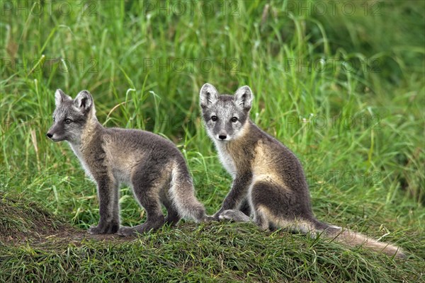 Arctic fox