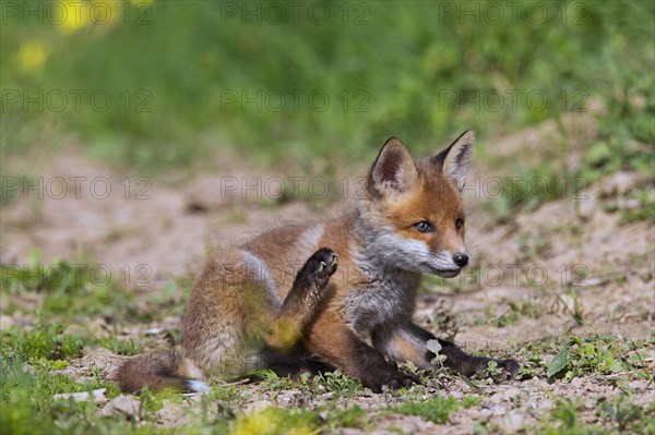 Red fox