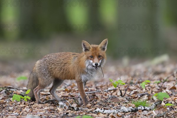 Hunting red fox