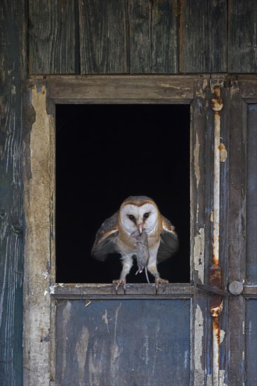 Common barn owl