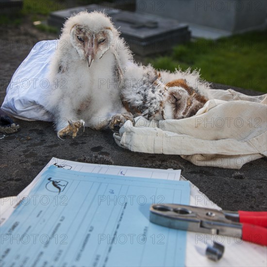 Ringed barn owl