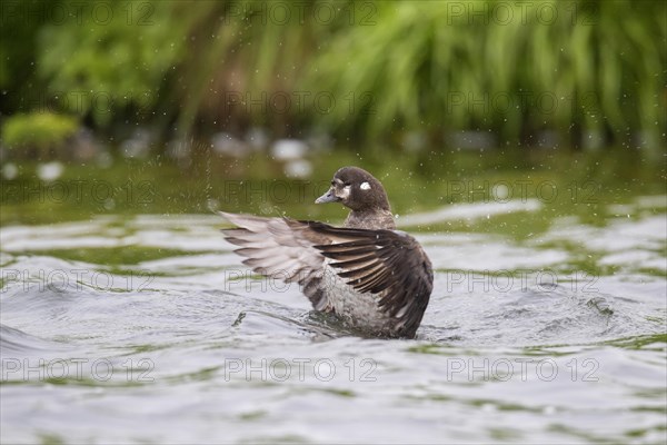 Harlequin duck