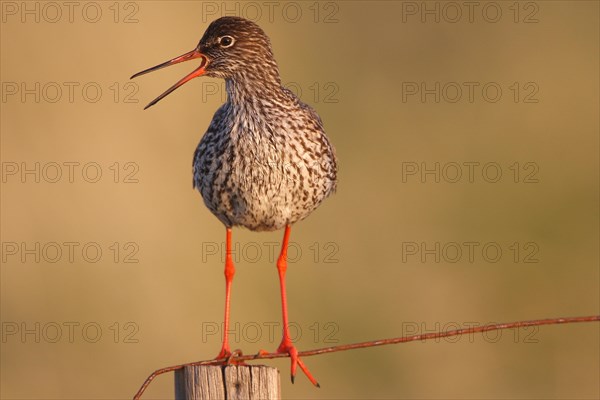 Common Redshank