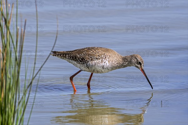 Spotted redshank