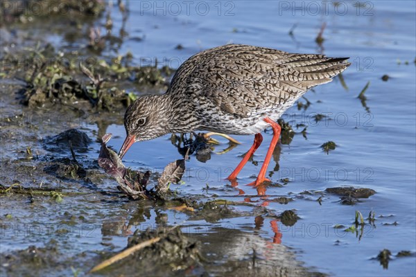 Common redshank