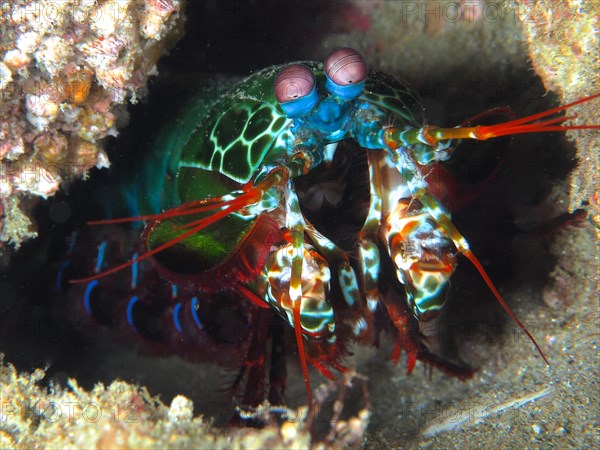 Peacock mantis shrimp