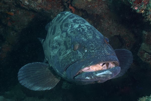 Portrait of potato grouper