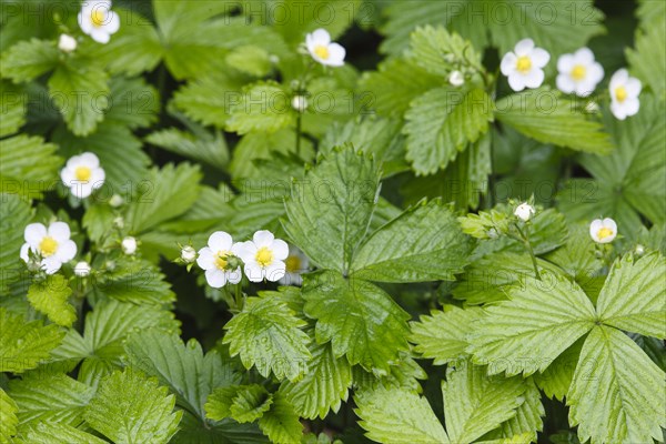 Wild strawberries