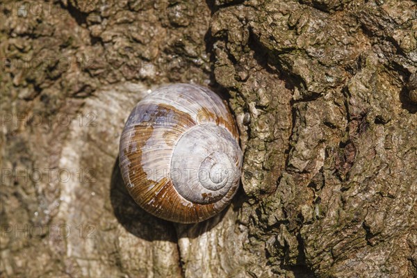 Burgundy snail