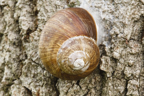 Burgundy snail