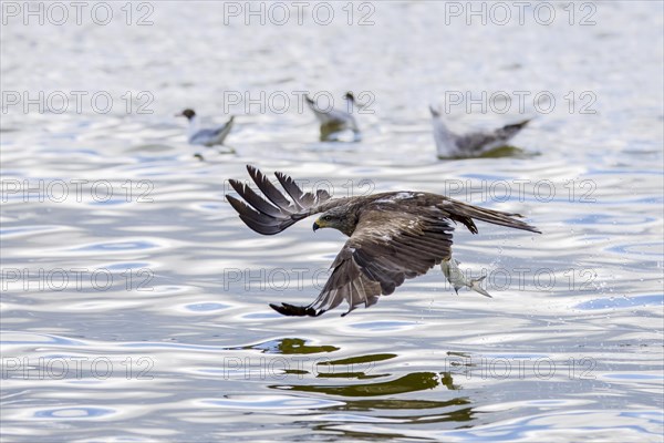 Black kite