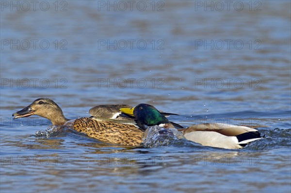 Mallard