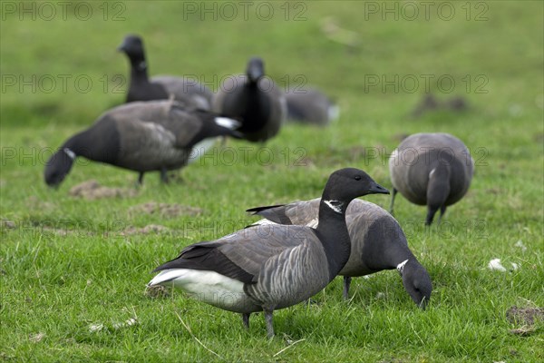 Brent Geese