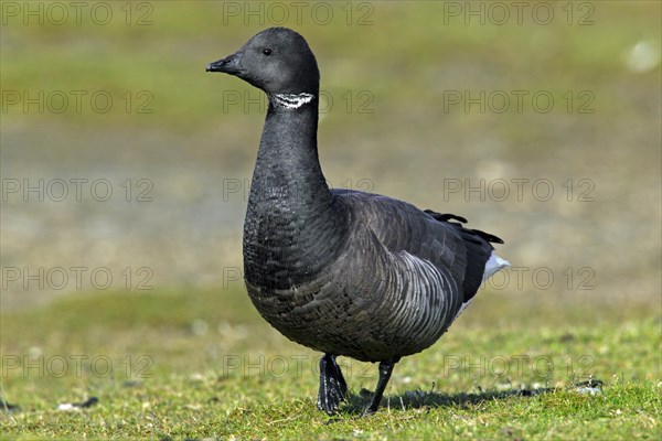 Brent Goose