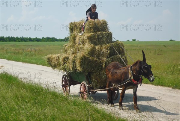 Boy on donkey cart loaded with hay